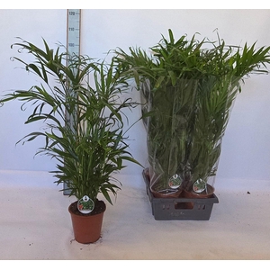 DYPSIS LUTESCENS