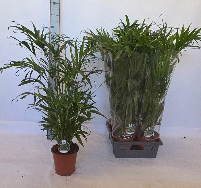 DYPSIS LUTESCENS