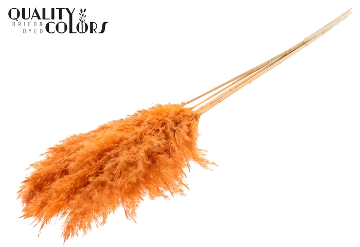 <h4>Pampas Grass 100cm 5st/bunch Bleached Frosted Salmon</h4>