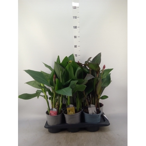 Canna  'Cannova'   ...mix