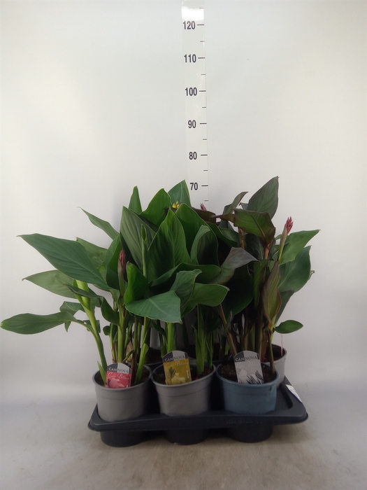 <h4>Canna  'Cannova'   ...mix</h4>