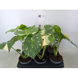 Monstera delic. 'Thai Constellatio'