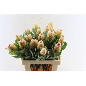 Protea Grandicolor