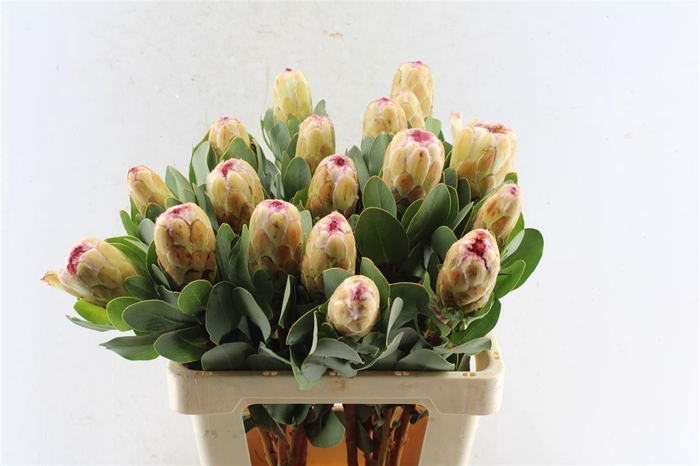 <h4>Protea Grandicolor</h4>