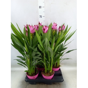 Curcuma alism. 'Siam Splash'