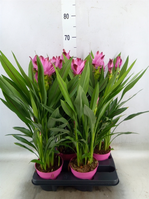 <h4>Curcuma alism. 'Siam Splash'</h4>