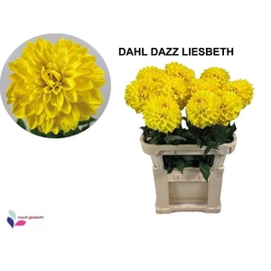 DAHL OV