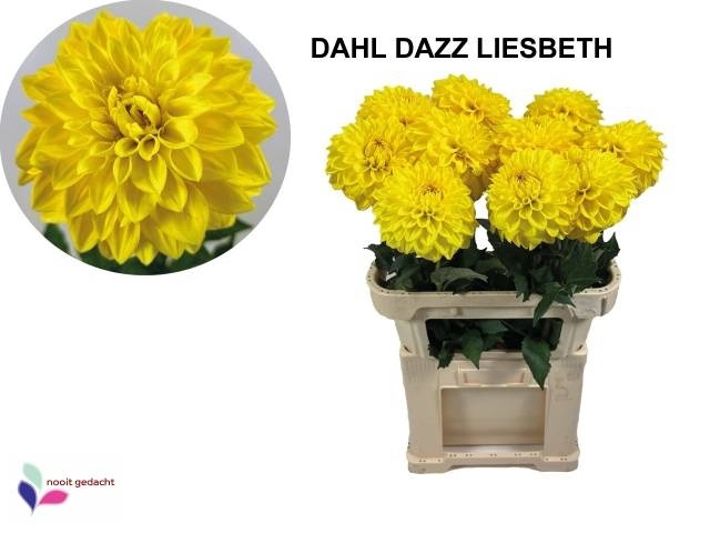 <h4>DAHL OV</h4>