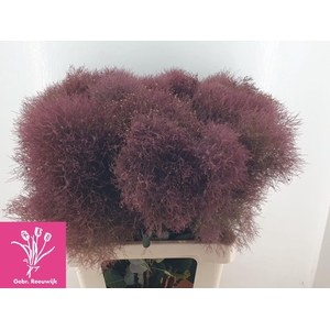 COTINUS COGGYGRIA MAGICAL TORCH