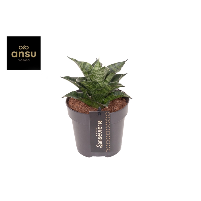 <h4>SANSEV OV</h4>