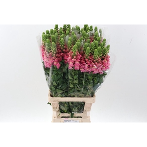 Antir Poto Dark Pink