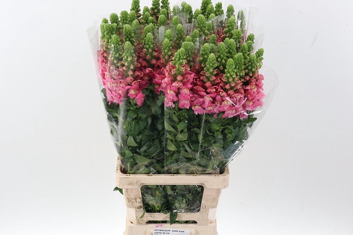 <h4>Antir Poto Dark Pink</h4>