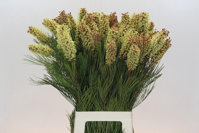 <h4>Grevillea Spiderman</h4>