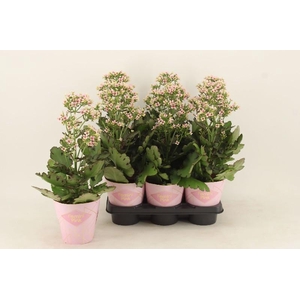 Kalanchoe 'Feminine Pink' rose
