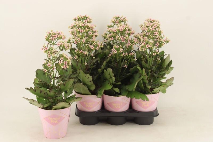 <h4>Kalanchoe 'Feminine Pink' rose</h4>