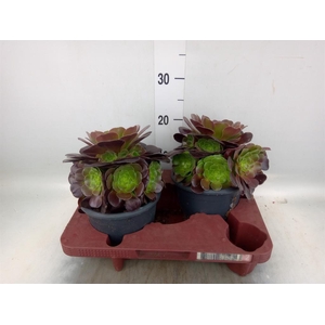 Aeonium arboreum 'Velours'