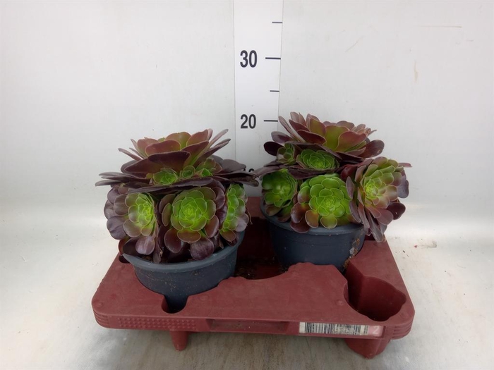 <h4>Aeonium arboreum 'Velours'</h4>