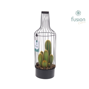 Metaal fles zwart Large met Cactussen