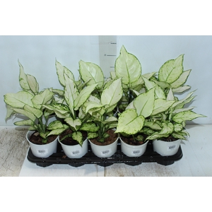 AGLAONEMA WHITE JOY P12