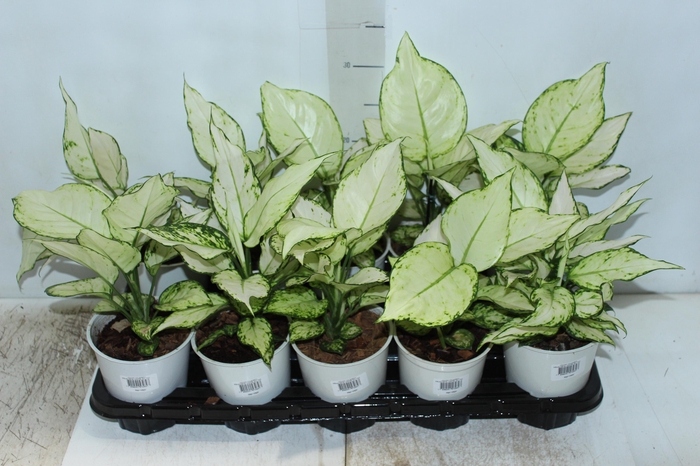 <h4>AGLAONEMA WHITE JOY P12</h4>