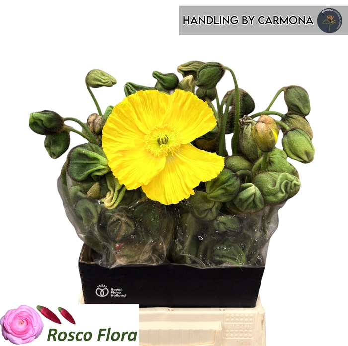 <h4>PAPA OR PIZZICATO</h4>