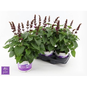 SALVIA  LAKE FLAMING