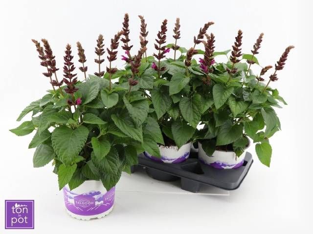 <h4>SALVIA  LAKE FLAMING</h4>