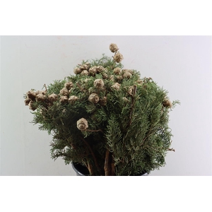 Cypresse Nuts Green P Bunch