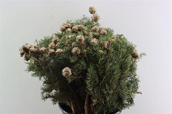 <h4>Cypresse Nuts Green P Bunch</h4>