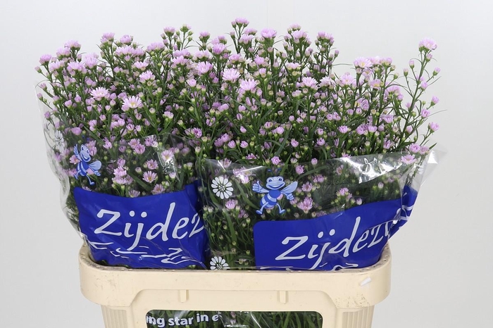 <h4>Aster Claudia</h4>
