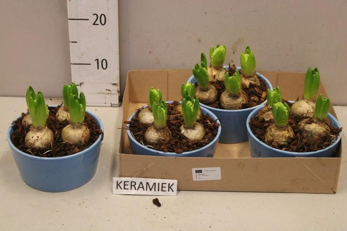 <h4>ARR HYACINTH</h4>