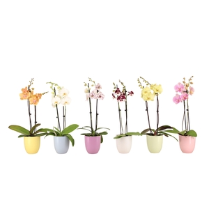Hugo Pastel Mix Phal Mix 2T14+