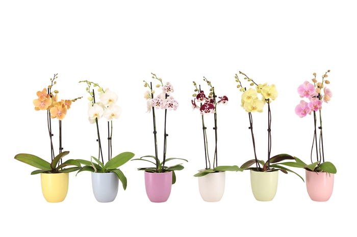 <h4>Hugo Pastel Mix Phal Mix 2T14+</h4>