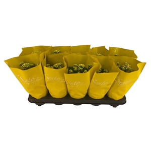 KAL GE PERFECTA YELL