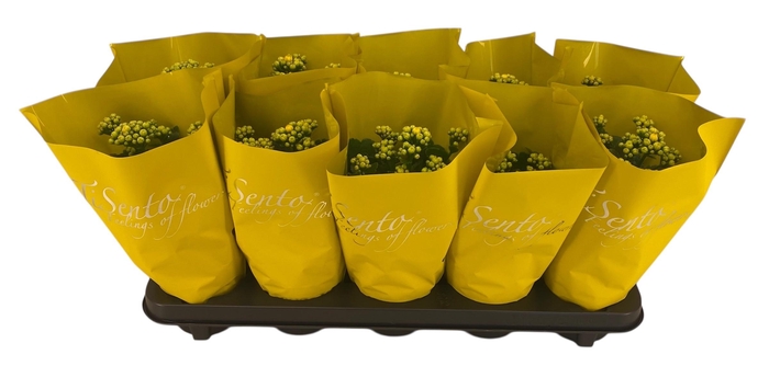 <h4>KAL GE PERFECTA YELL</h4>