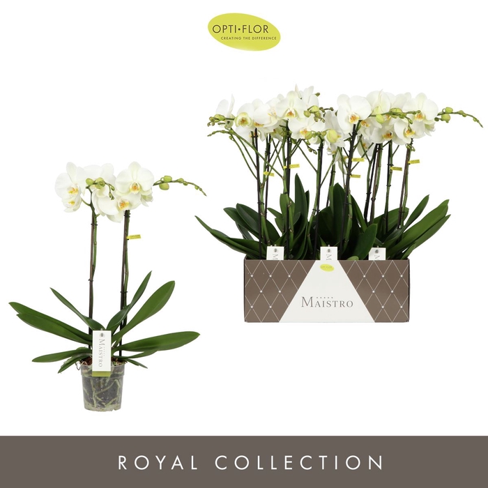 <h4>Phalaenopsis wit meer takken</h4>
