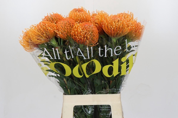 <h4>Nutans Ayoba Peach</h4>