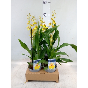 Oncidium   ...