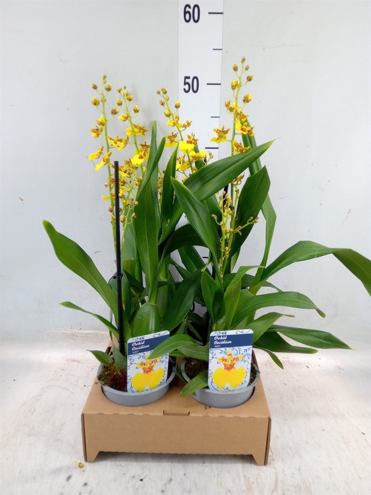 <h4>Oncidium   ...</h4>