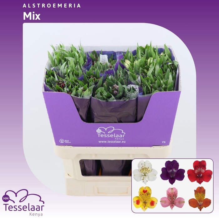 <h4>Alstroemeria Rainbow Mix | Heavy Quality</h4>