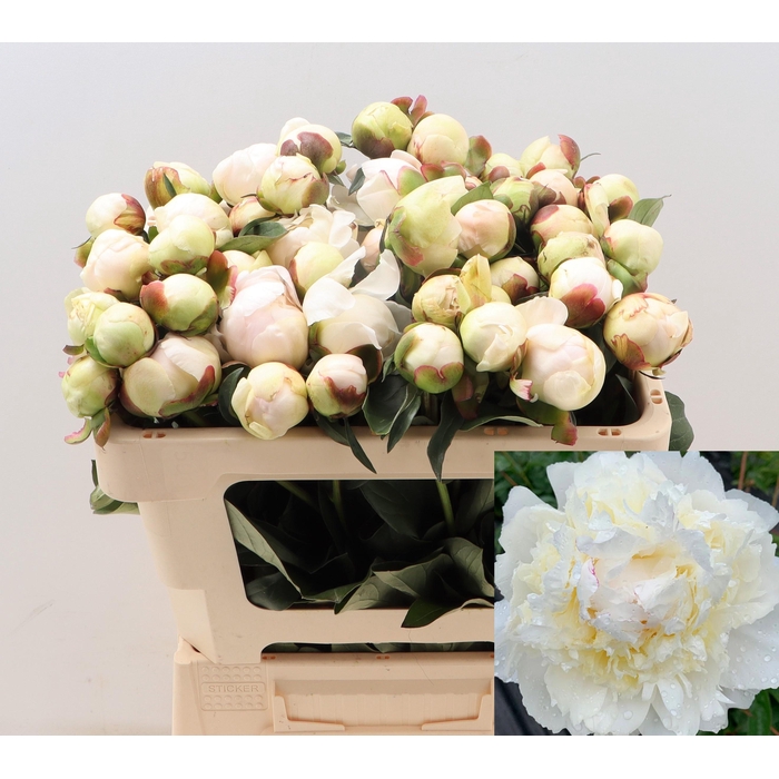 <h4>PAEO L HENRY SASS</h4>