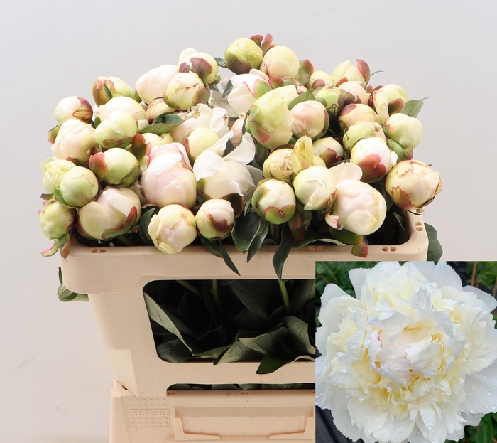 <h4>PAEO L HENRY SASS</h4>