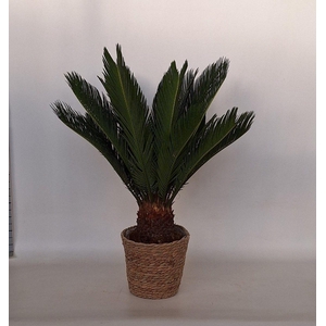 Cycas in mand Ella