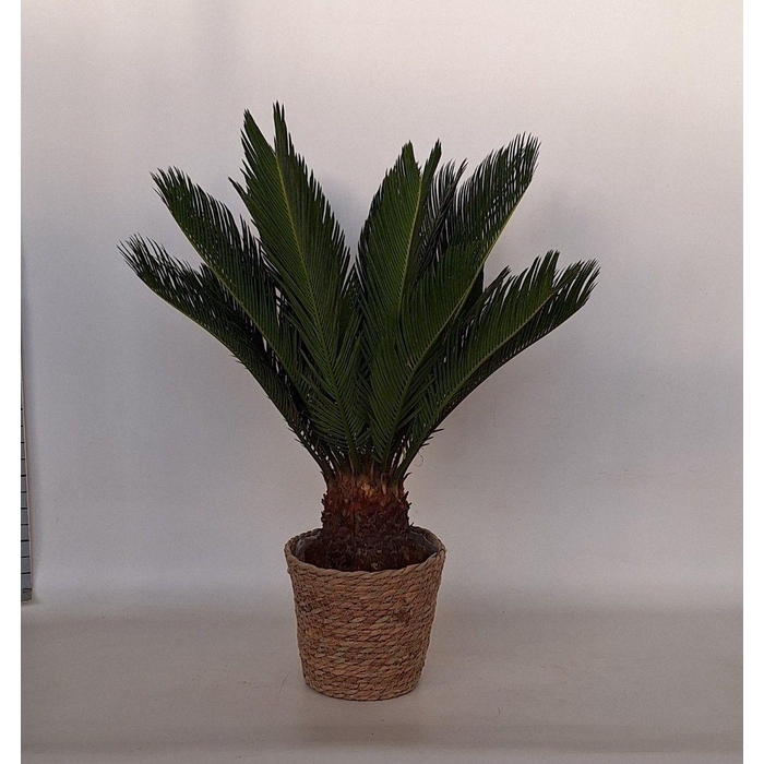 <h4>CYCAS REVOLUTA</h4>