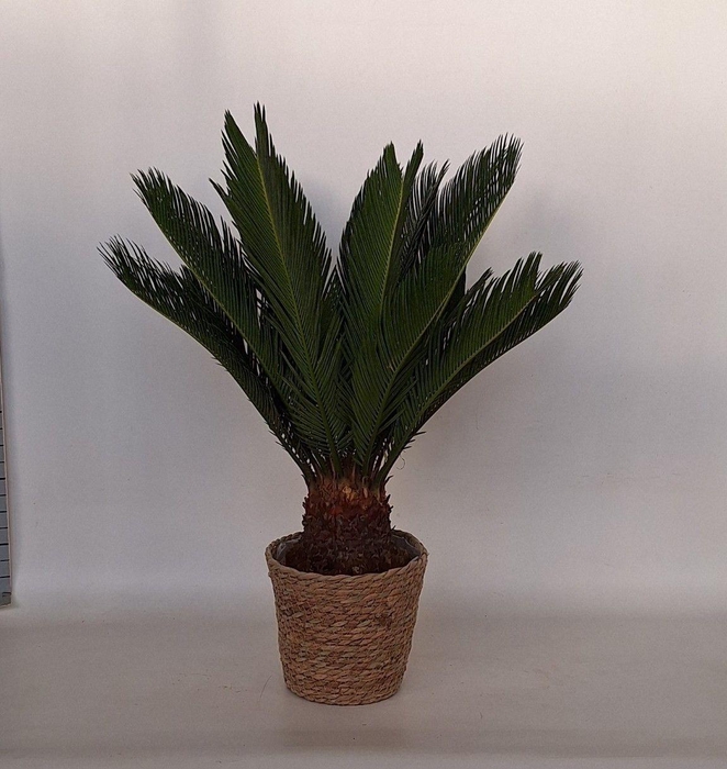 <h4>CYCAS REVOLUTA</h4>