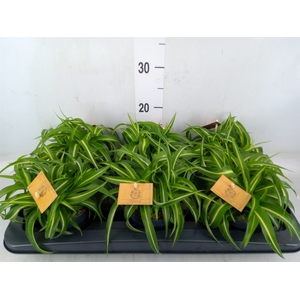Chlorophytum com. 'Bonnie'