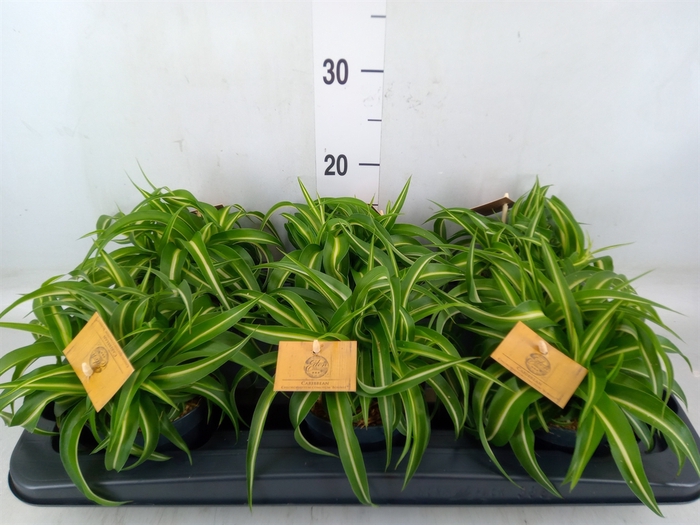 <h4>Chlorophytum com. 'Bonnie'</h4>