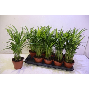 arr8 Dypsis Lutescens