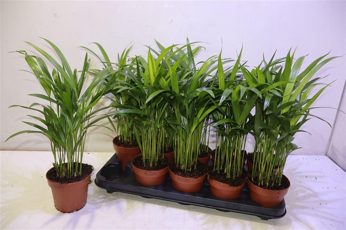 <h4>arr8 Dypsis Lutescens</h4>