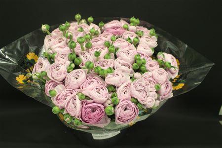 <h4>Cloni Super Nebbia</h4>